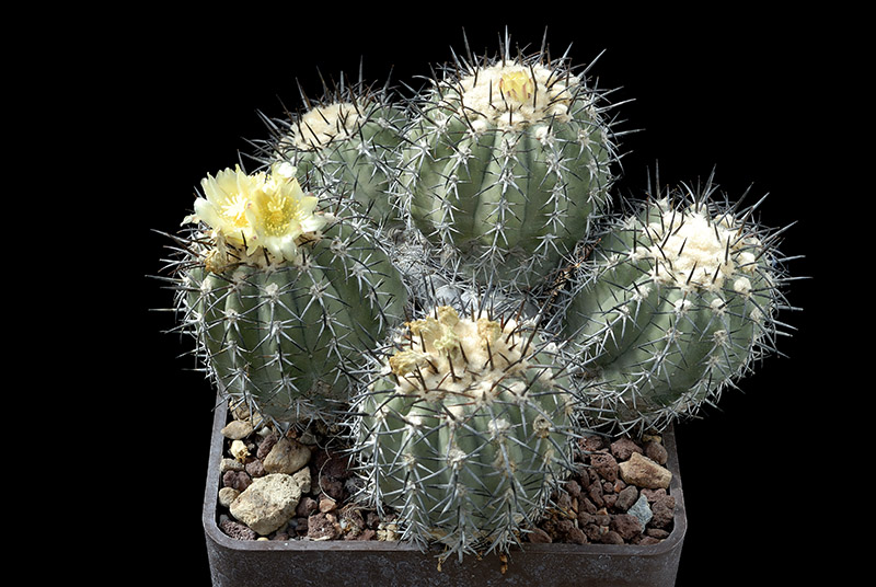 Copiapoa cinerascens D. 20 H. 17 €200.00.jpg